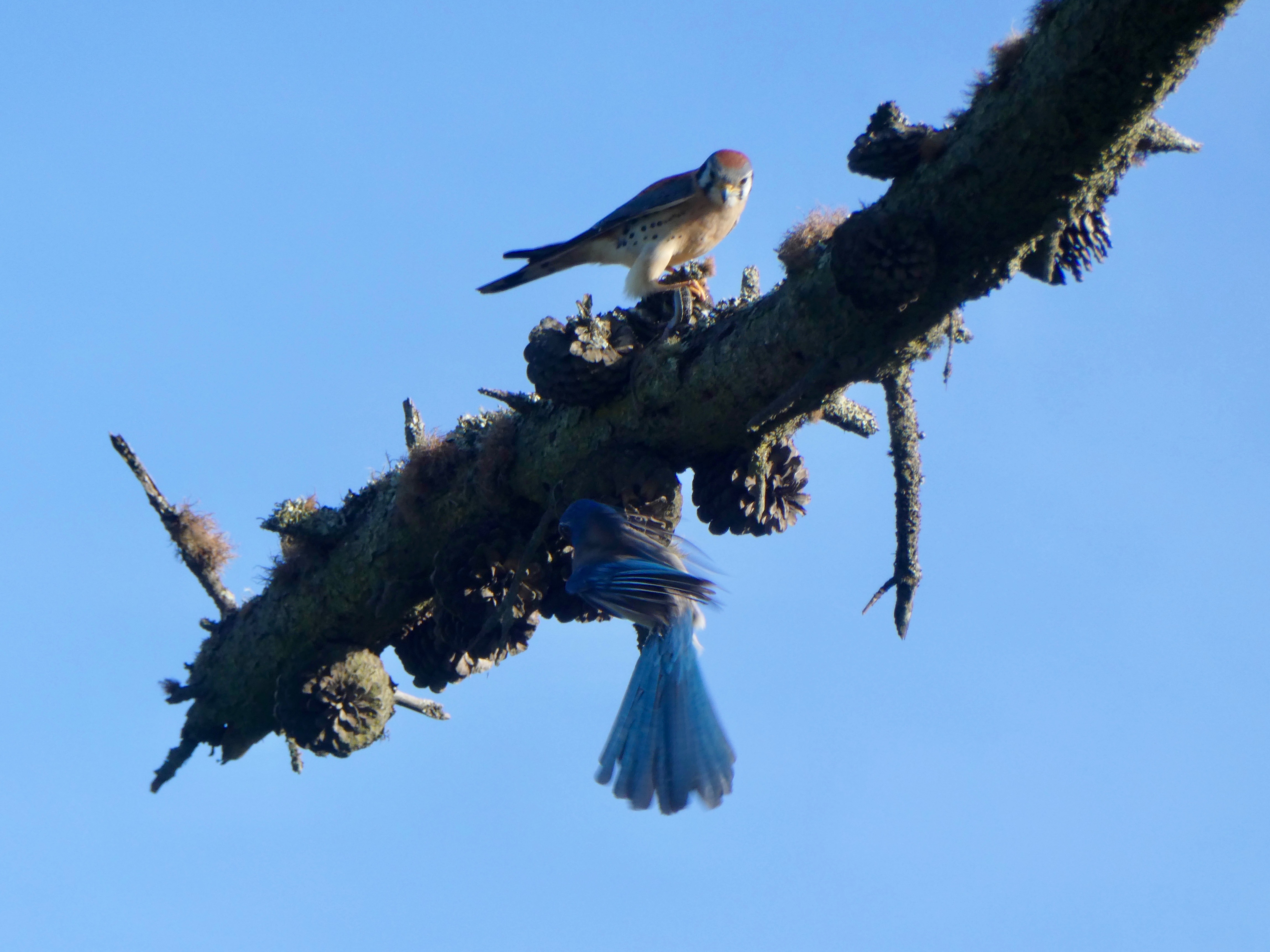 kestrel eating lizard on branch and scrub jay investigating
